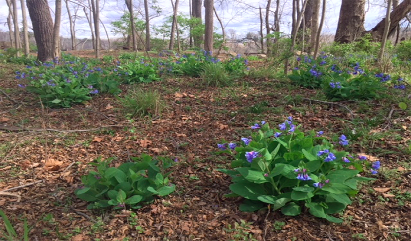 blue bells at Pony Pasture