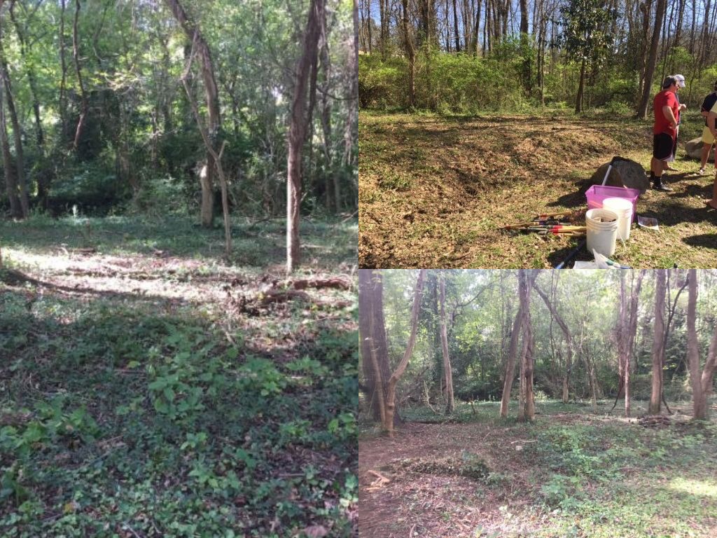 Areas now cleared of invasive plants