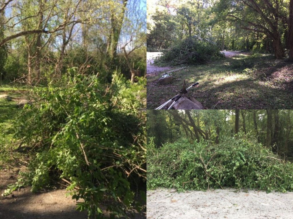 Areas now cleared of invasive plants