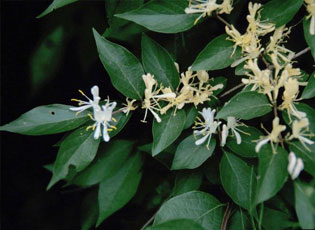 Amur Honeysuckle