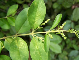 Chinese Privet