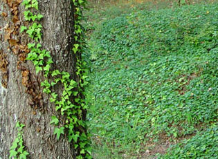 English Ivy