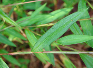 Japanese stiltgrass