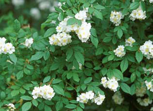 Multiflora Rose