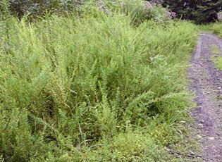 Sericea Lespedeza
