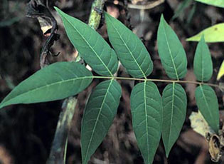 Tree of Heaven