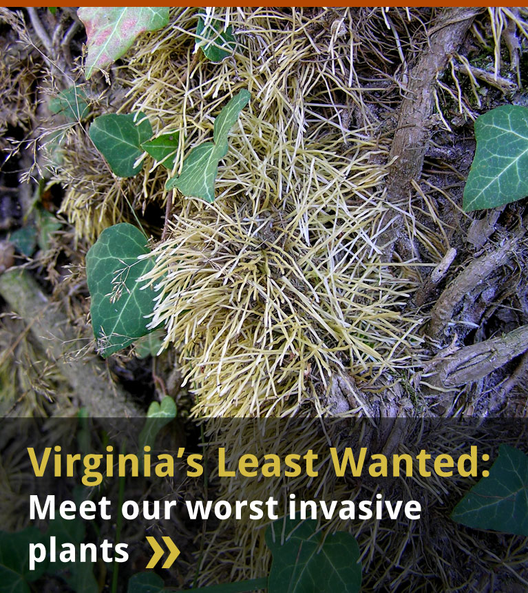 Virginia's Least Wanted