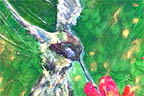 hummingbird
