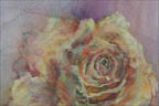 Mystical Rose 2