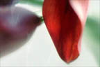 Calla Lilly